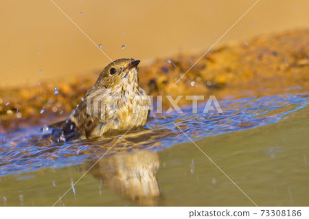 Pied Flycatcher, Forest Pond, Mediterranean Forest, Spain 73308186