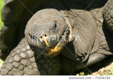 Galapagos Giant Tortoise, Galapagos National Park, Ecuador 73308190