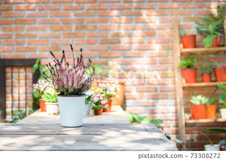 Blooming heather Calluna vulgaris in white pot. Blooming heather Calluna vulgaris in white pot. 73308272