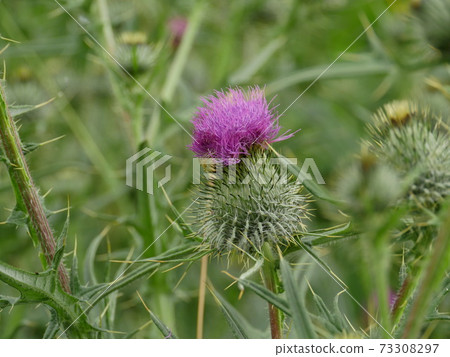 flower of the Onopordum acanthium flower of the Onopordum acanthium 73308297