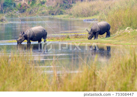 Greater One-horned Rhinoceros, Royal Bardia National Park, Nepal Greater One-horned Rhinoceros, Royal Bardia National Park, Nepal 73308447