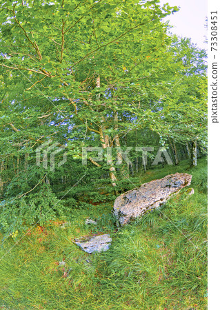 Forest Landscape, Valderejo Natural Park, Spain Forest Landscape, Valderejo Natural Park, Spain 73308451