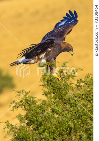 Golden Eagle, Mediterranean Forest, Spain Golden Eagle, Mediterranean Forest, Spain 73308454