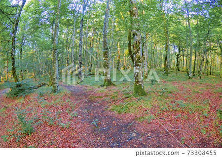 Forest Landscape, Valderejo Natural Park, Spain Forest Landscape, Valderejo Natural Park, Spain 73308455