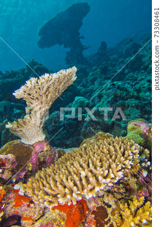 Coral Reef Seascape, Reef Building Coral, Maldives 73308461