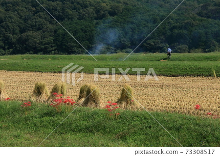 Rice field scenery after harvesting rice Rice field scenery after harvesting rice 73308517