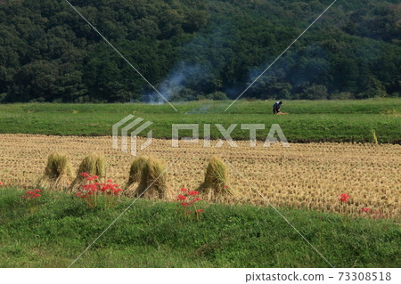 Cluster amaryllis ridge 73308518