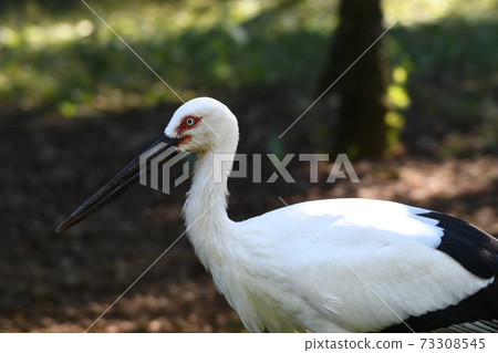 Stork 12 Stork 12 73308545