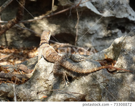 Close-up of a lizard looking back on a rock Close-up of a lizard looking back on a rock 73308872