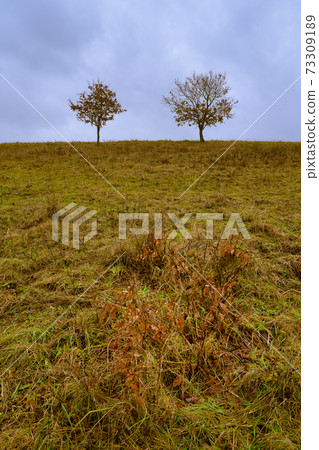 Trees at a moor. Open landscape with a dramatic sky in the background. Picture from Revingehed, Scania, Sweden 73309189