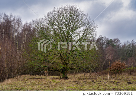 Trees at a moor. A dramatic sky in the background. Picture from Revingehed, Scania, Sweden Trees at a moor. A dramatic sky in the background. Picture from Revingehed, Scania, Sweden 73309191