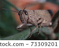 Meadow Grasshopper or Chorthippus parallelus with front view. 73309201