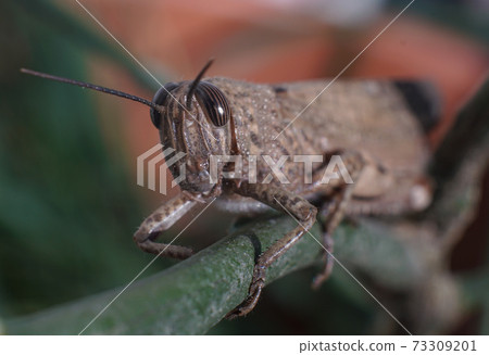 Meadow Grasshopper or Chorthippus parallelus with front view. Meadow Grasshopper or Chorthippus parallelus with front view. 73309201