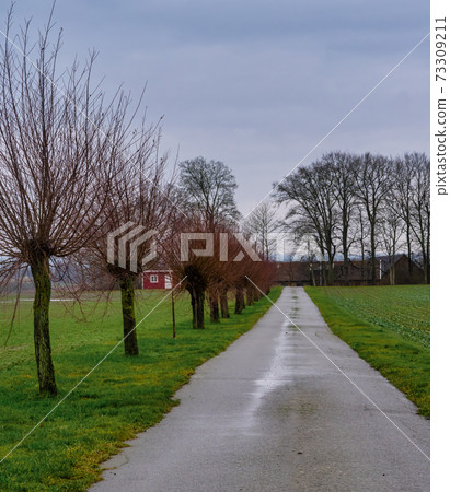 A line of traditionally pruned willow trees along a small farm road. Picture Scania, Sweden 73309211