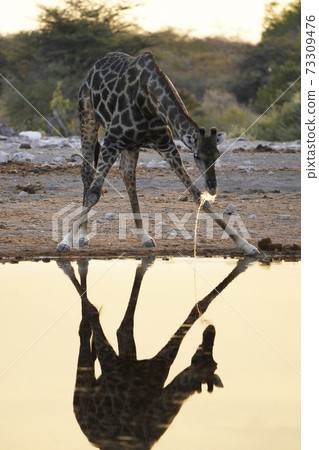 水麒麟角 照片素材 圖片 圖庫