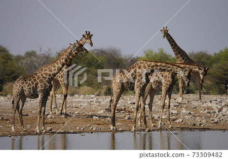 水麒麟角 照片素材 圖片 圖庫