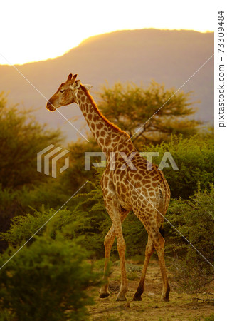 黃昏時分的長頸鹿角 黃昏時分的長頸鹿角 73309484