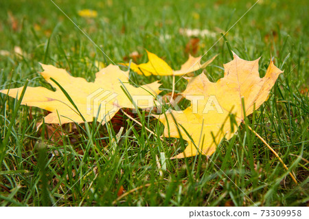 Fallen maple leaves on grass in autumn season. Fallen maple leaves on grass in autumn season. 73309958