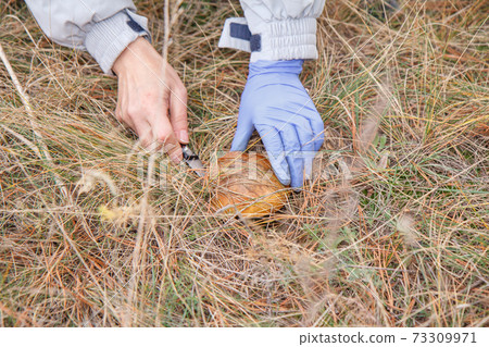 Woman is picking a mushroom in autumn forest Woman is picking a mushroom in autumn forest 73309971