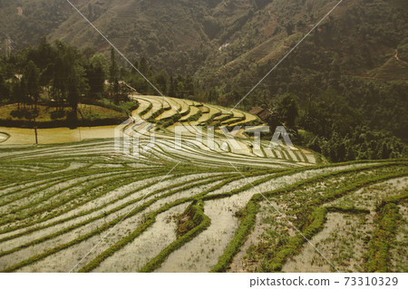 Beautiful scenic view of traditional terraced rice paddy in Sa pa, Vietnam 73310329