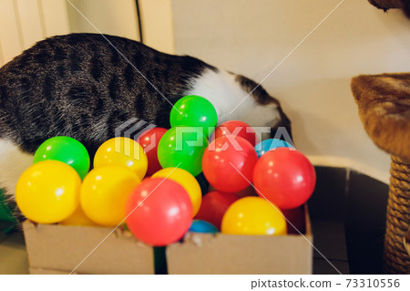 cat with balls of different colours in the box. cat with balls of different colours in the box. 73310556