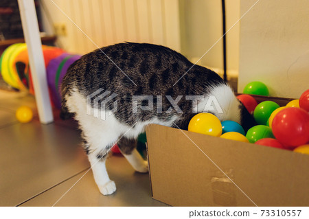 cat with balls of different colours in the box. cat with balls of different colours in the box. 73310557