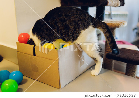 cat with balls of different colours in the box. cat with balls of different colours in the box. 73310558
