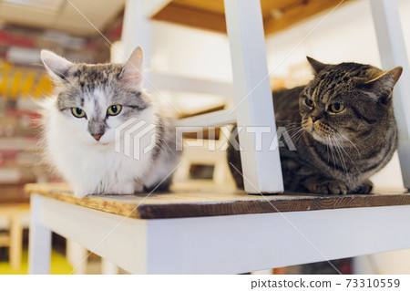 Two cats friends maine coon and calico breeds sitting below and above on top of chair looking through window in home living room. Two cats friends maine coon and calico breeds sitting below and above on top of chair looking through window in home living room. 73310559
