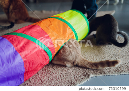 Calico Cat Framed and Alert in Cat Tunnel Toy. 73310599