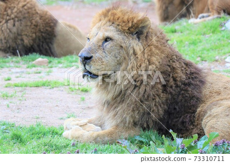 Profile Of The Lion King Of Beasts Stock Photo