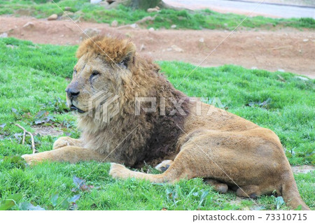 Profile Of The Lion King Of Beasts Stock Photo