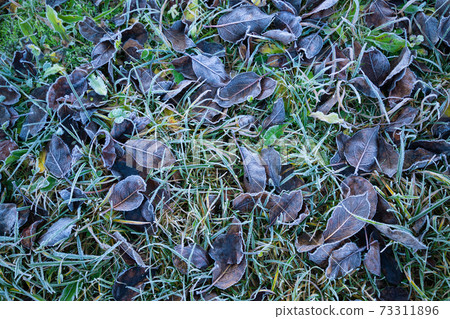 Green grass and dead leaves covered with hoarfrost background Green grass and dead leaves covered with hoarfrost background 73311896