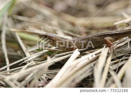 Japanese kana snake 73312188