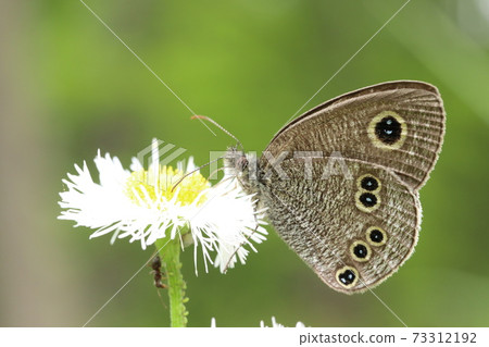 Halzion和Himeura Namijanome Halzion和Himeura Namijanome 73312192