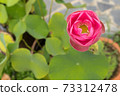 pink lotus flower,close up on top view. 73312478