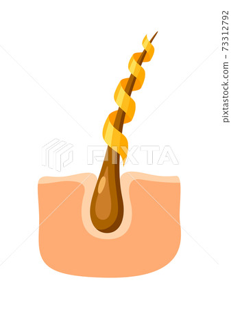 Hair follicle strengthening illustration. Hair follicle strengthening illustration. 73312792
