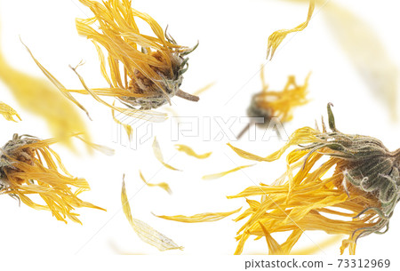 Dry dandelion flowers levitate on a white background 73312969