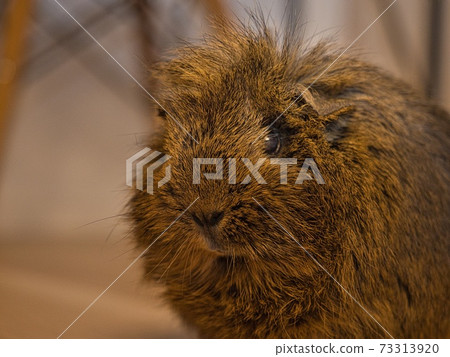 豚鼠看著地板上的相機 73313920