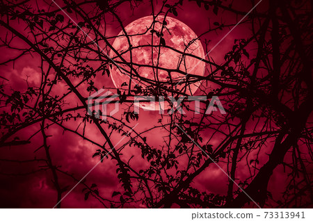 Landscape of sky with super moon behind silhouette of tree branch. 73313941