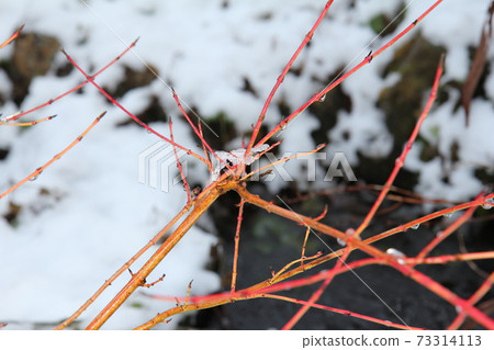 Beautiful vermilion branches Sangozuki Midwinter Fire Beautiful vermilion branches Sangozuki Midwinter Fire 73314113