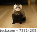 雪貂坐著看攝像機 73314205