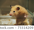 金色倉鼠試圖擺脫籠子 73314209