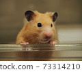 金倉鼠等待食物 73314210