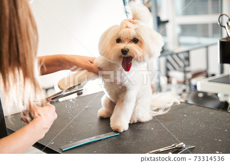 Professional groomer cut fur with scissors and clipper Professional groomer cut fur with scissors and clipper 73314536