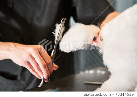 Grooming for the white funny maltipoo dog Grooming for the white funny maltipoo dog 73314539