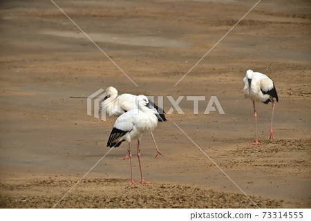 Wild bird / stork Wild bird / stork 73314555