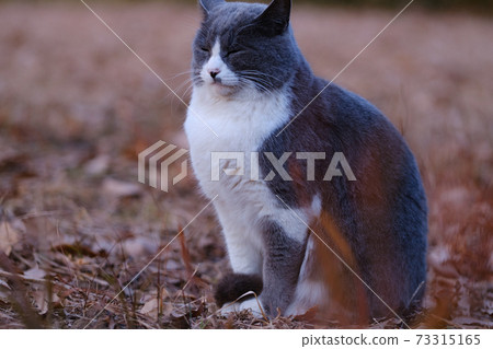 閉著眼睛，曬太陽的貓 73315165