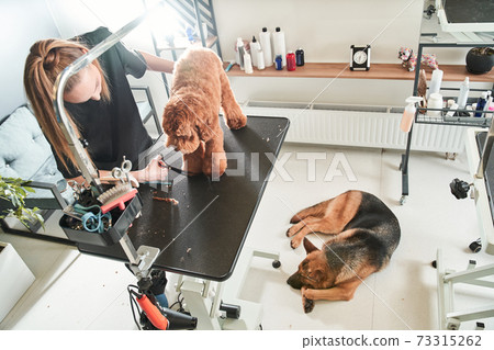 Apricot labradoodle standing at the grooming table 73315262