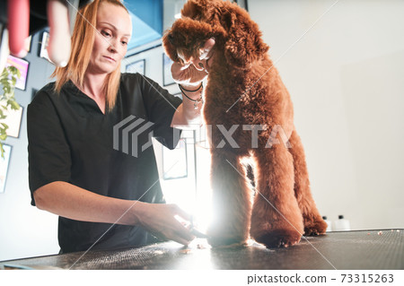 Professional groomer loves her job connected with pets 73315263