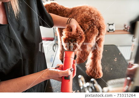 Young female groomer hairdresser cut overgrown hair of pet 73315264